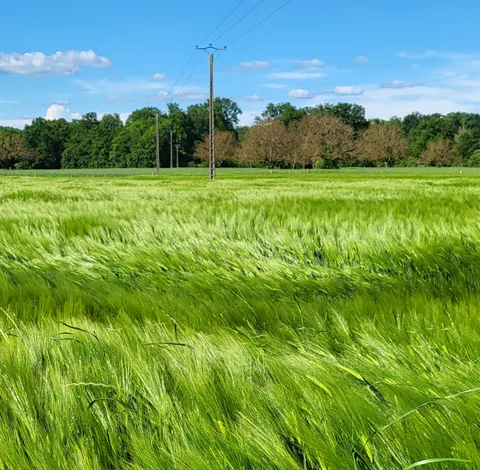 Un champ de blé vert qui ondule sous le vent