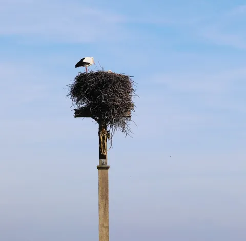 Une cigogne sur son nid perché en haut d’un poteau