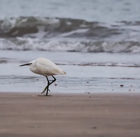 Une aigrette blanche qui marche au bord des vagues