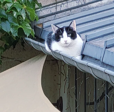 Un chat noir et blanc couché dans une gouttière
