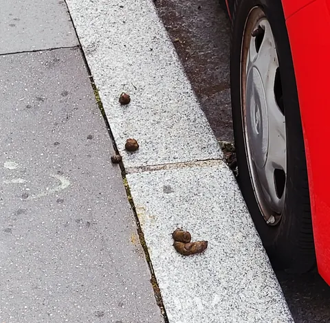 Des crottes de chien sur un trottoir, à côté d’une roue de voiture