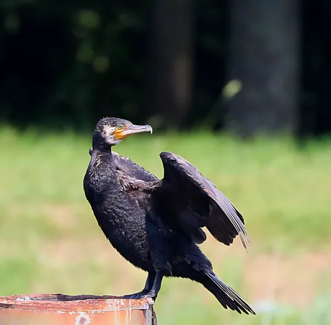 Un cormoran qui sèche ses ailes sur un piquet