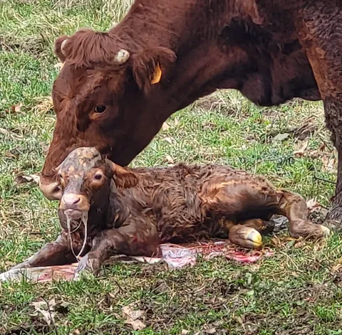 Une vache qui lèche son veau tout juste né dans l’herbe