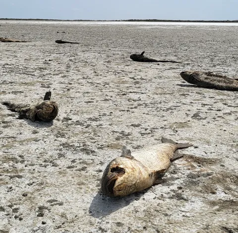 Des poissons échoués sur une plage à marée basse