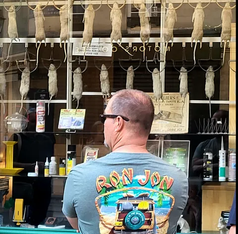 Un homme de dos devant une vitrine de rats suspendus