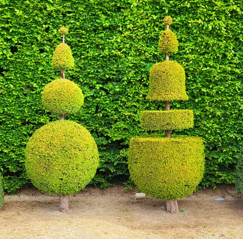 Deux arbres taillés côte à côte comme un couple