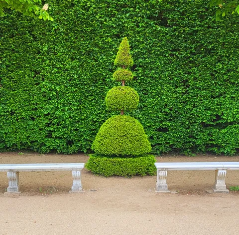 Un arbre taillé en pyramide devant une haie