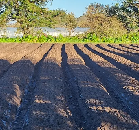Un champ labouré aux sillons bien droits sous le soleil rasant, des arbres au fond