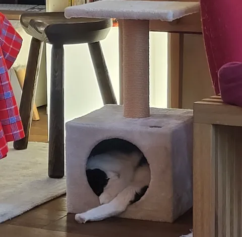 Un chat endormi dans le cube de son arbre à chat