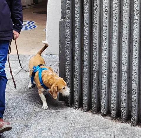 Un chien en laisse qui renifle le pied d’une grille