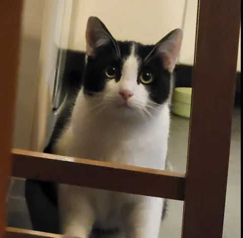 Un chat noir et blanc qui regarde entre deux barreaux de chaise