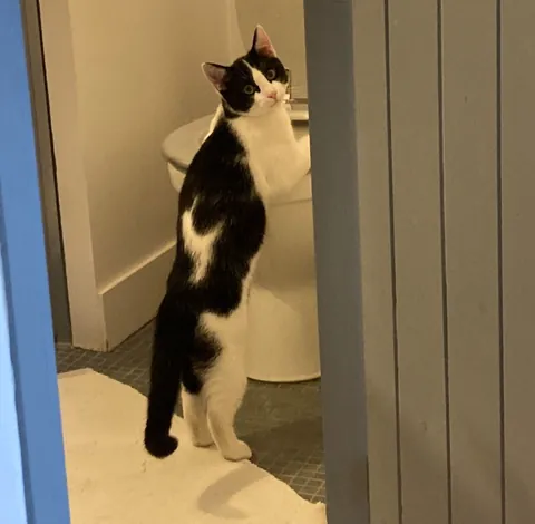Un chat debout qui regarde dans la cuvette des toilettes