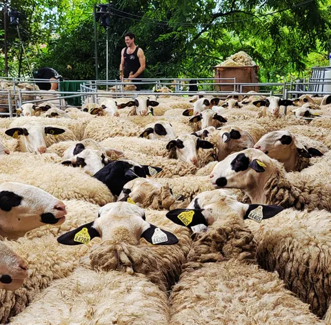 Un troupeau de moutons serrés dans un enclos