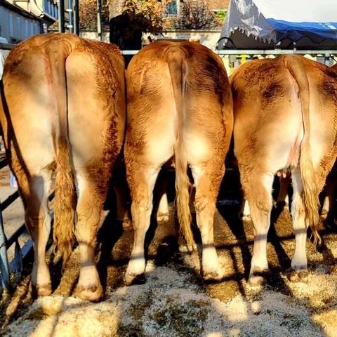 Trois vaches vues de dos