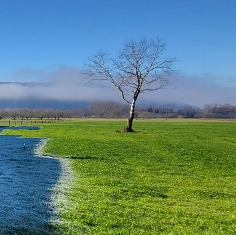Un arbre nu au milieu d’une prairie, l’herbe verte au soleil d’un côté, givrée de l’autre