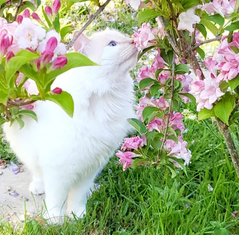Un chat blanc qui renifle des fleurs roses