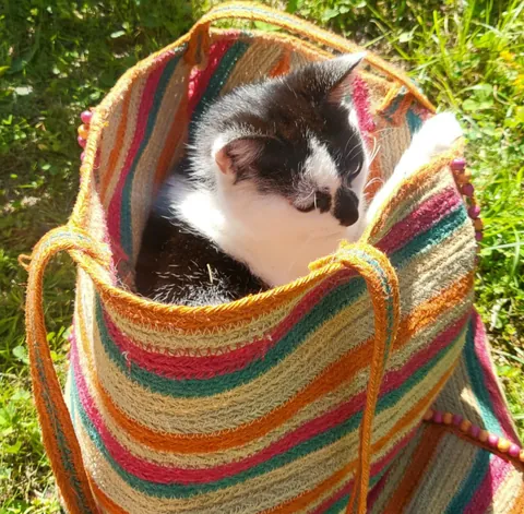Un chaton dans un panier tressé