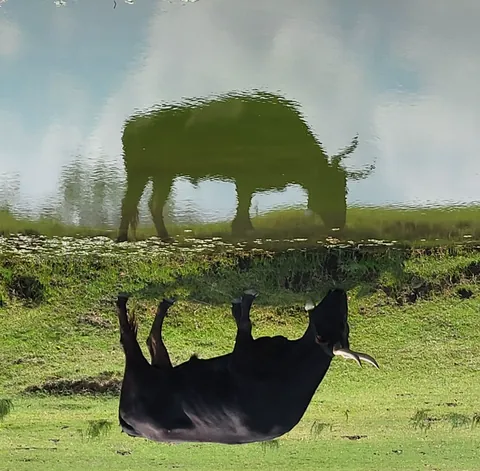 Un taureau reflété dans une flaque, la tête en bas